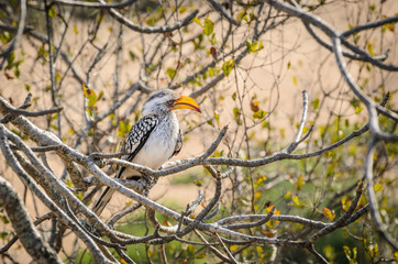 Bird flying banana on a branch, Kruger national park, South Africa safari, bird watching