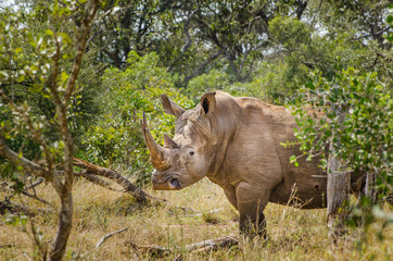 Rhinoceros,Kruger National Park, South Africa