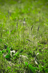 Blossoming plantain/plantago media