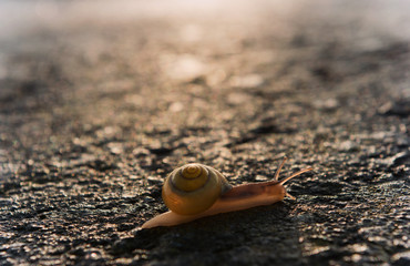 Schnecke kriecht nach dem Regen &uuml;ber eine Stra&szlig;e