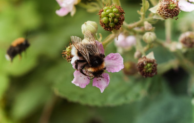 Hummel sammelt Nektar von einer Himbeerblüte