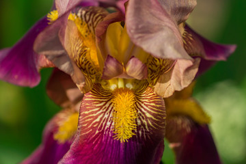 Fototapeta na wymiar Beautiful blooming burgundy iris flower on nature background