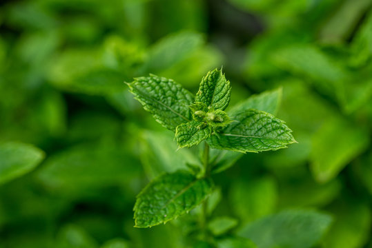 feuille de menthe dans le jardin, plante aromatique riche en menthol appréciée en cuisine ou dans le thé