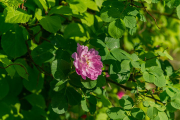 blooming pink dogrose in the garden