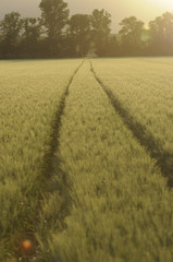 Tractor signs in crop field, Austria, Lower Austria, Vienna area