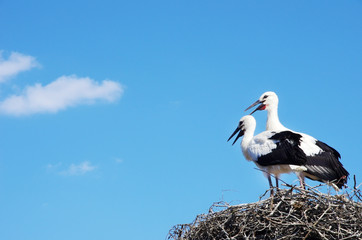two starks at nest , south of Portugal