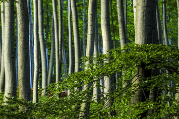 Beech forest, Vienna, forest Wienerwald, Austria, Lower Austria,