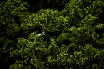 Texture de feuilles d'épicéa