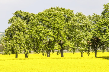 Rape field, grove, Austria, Lower Austria, Weinviertel