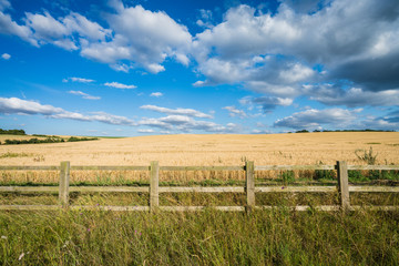 Fototapeta na wymiar Wheat landscape behind the fence