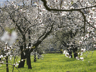 Apricot blossom in Wachau, Austria, Lower Austria, Wachau, Spitz