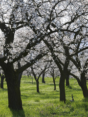 Apricot blossom in Wachau, Austria, Lower Austria, Wachau, Spitz