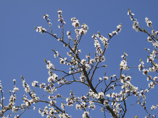 Apricot blossom in Wachau, Austria, Lower Austria, Wachau, Spitz