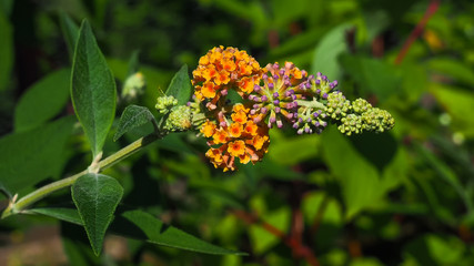 Blumen im Garten beleben unsere Sinne