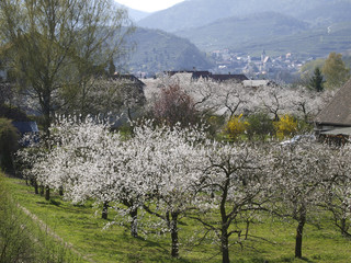 Apricot blossom in Wachau, Austria, Lower Austria, Wachau