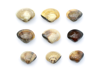 Image of Fresh enamel venus shell (Meretrix lyrata) isolated on white background,. Meretrix shell is a genus of edible saltwater clams,. Food.