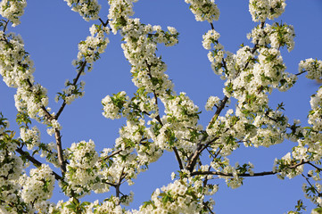 Cherry tree, blossom