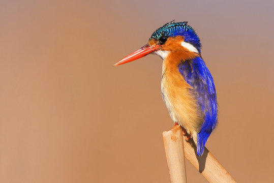 Malachite Kingfisher