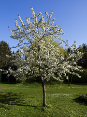 Cherry tree, blossom