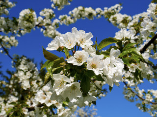 Cherry tree, blossom