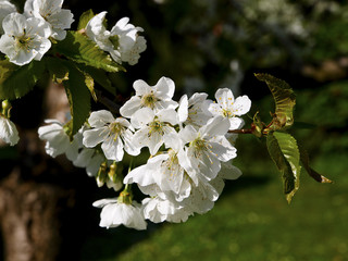 Cherry tree, blossom