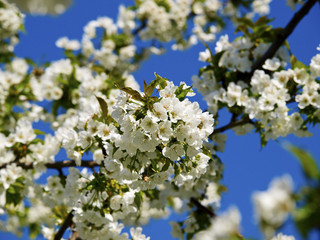 Cherry tree, blossom