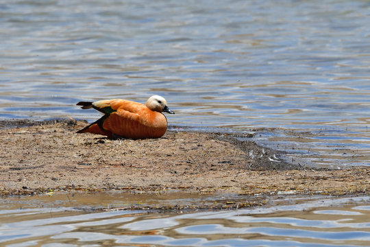 China, Tibet, duck ruddy Shelduck adorna ferruginea  on the bank of the Holy Buddhist lake Manasarovar