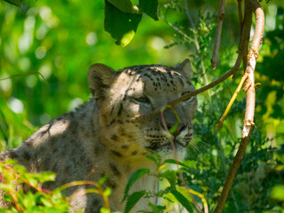 Panthère des neiges
