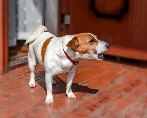 Half-face portrait of cute small dog jack russel terrier standing and barking outside on wooden porch of old country house next to open door at summer sunny day. Pet protecting property