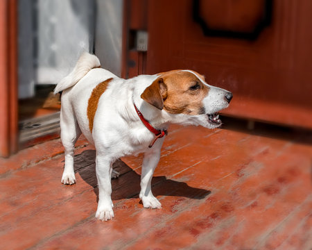 Half-face Portrait Of Cute Small Dog Jack Russel Terrier Standing And Barking Outside On Wooden Porch Of Old Country House Next To Open Door At Summer Sunny Day. Pet Protecting Property