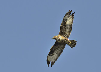 Eurasian Buzzard (Buteo buteo), Greece	