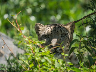 Panthère des neiges