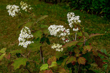 Blumen im Garten beleben unsere Sinne