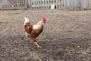 Single brown chicken or rooster looking for food. Domestic farm bird.