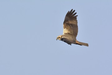 Marsh Harrier (Circus aeroginosus), Crete	