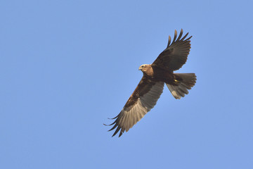 Fototapeta premium Marsh Harrier (Circus aeruginosus), Crete 