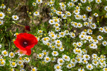 eine einzelne Mohnblume zwischen vielen Gänseblümchen