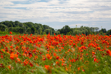 ein schönes Feld mit sehr vielen Mohnblumen