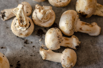 Fototapeta premium freshly harvested dirty mushrooms spread on paper, raw and healthy vegetables