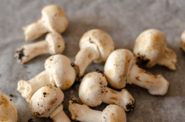 freshly harvested dirty mushrooms spread on paper, raw and healthy vegetables