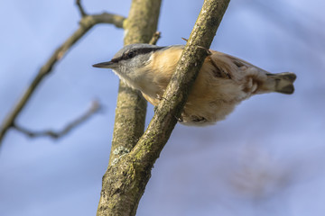 Kleiber (Sitta europaea)
