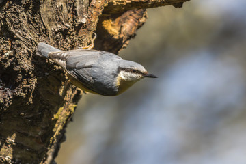 Kleiber (Sitta europaea)