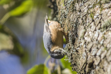 Kleiber (Sitta europaea)