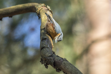 Kleiber (Sitta europaea)