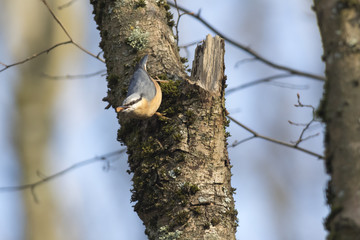 Obraz premium Kleiber (Sitta europaea)