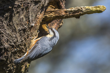 Kleiber (Sitta europaea)