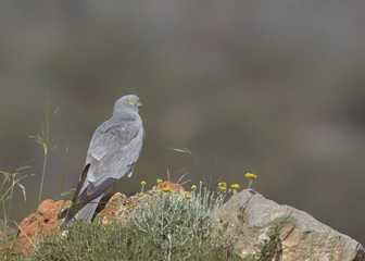 Montagu's Harrier (Circus pygargus). Greece