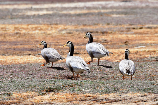 Mountain geese (Anser indicus) on the shore of the sacred lake Manasarovar in Tibet, China