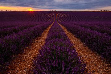 Fototapeta na wymiar Champ de lavande; coucher de soleil. Plateau de Valensole, Alpes de Haute Provence, France. 