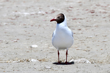 Brown-headed gull (Chroicocephalus brunnicephalus) on the shore of lake Manasarovar. Tibet